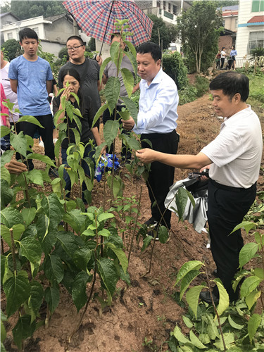 慈利縣九九農(nóng)業(yè)開(kāi)發(fā)有限公司,張家界粘木苗銷售,杜仲種植,苗木銷售